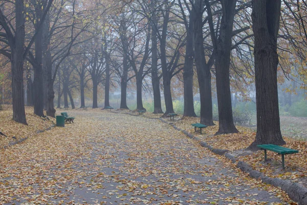 Aleja Parku Jesiennej Mgle — Zdjęcie stockowe