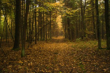 Sonbahar parkının arka sokağı. Sonbahar. Düş! Autumnal Park 'ta. Sonbahar Ağaçları ve Yaprakları