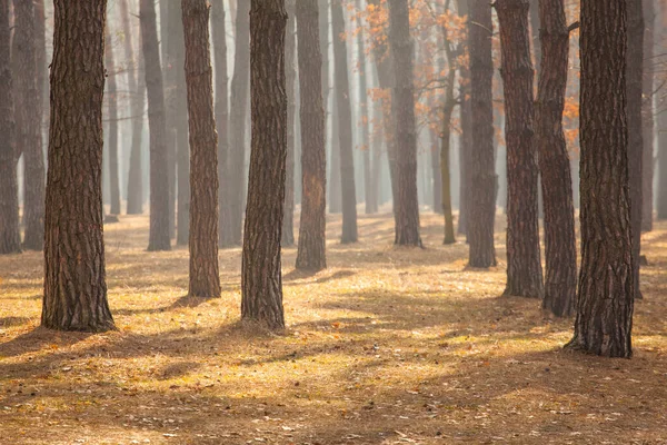 Parque Forestal Pinos Otoño Neblina —  Fotos de Stock