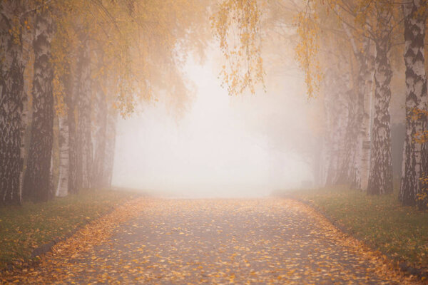 Park alley in autumn fog