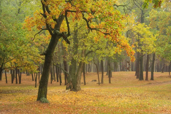 Jesienny Park Deszczu Dęby Mokre Jesiennym Parku — Zdjęcie stockowe