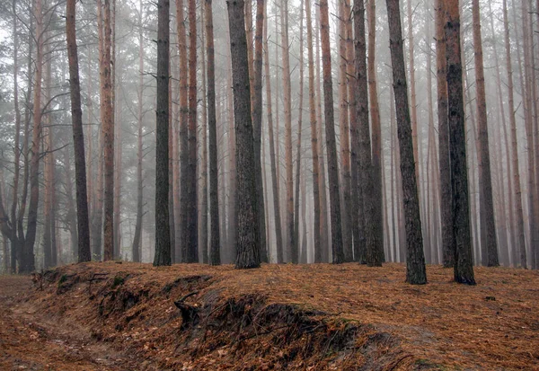 Parque Forestal Pinos Otoño Neblina —  Fotos de Stock