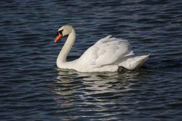 Fehér Hattyú Tavon — Stock Fotó