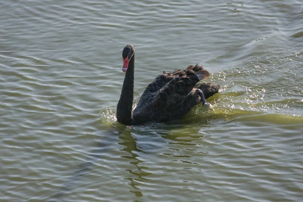 Zwarte Zwaan Een Vijver — Stockfoto