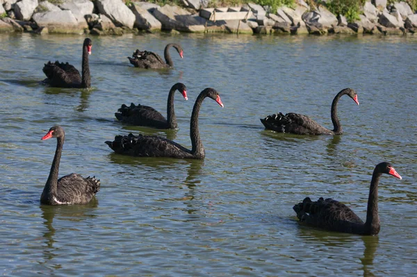 Black Swans Pond — Stock Photo, Image