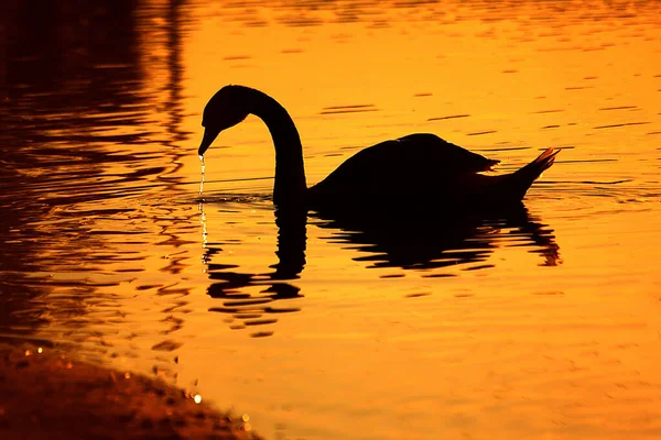 Dark Swan Silhouette Sunset — Stock Photo, Image