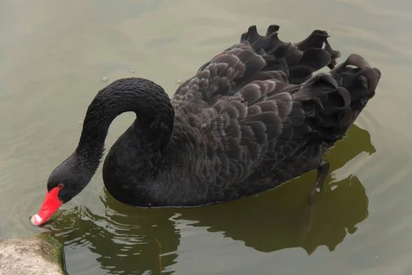 Black Swan Pond — Stock Photo, Image