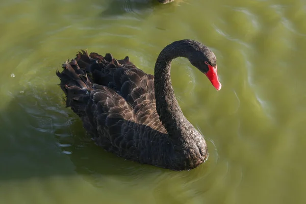 Fekete Hattyú Tavon — Stock Fotó