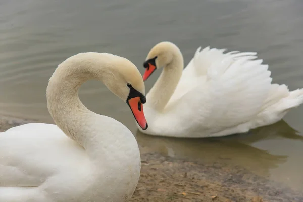 Paar Witte Zwanen Een Vijver Close — Stockfoto