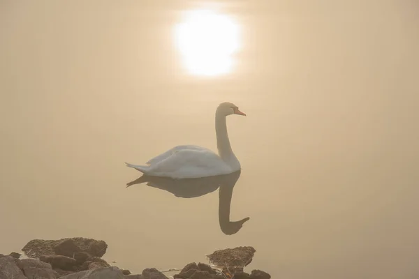 Eenzame Witte Zwaan Vijver Tijdens Ochtendmist — Stockfoto