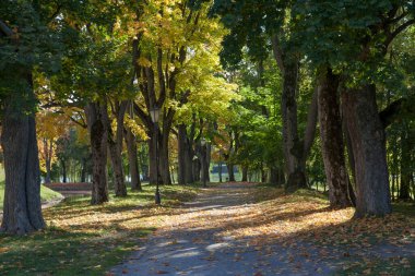 Sonbahar parkının arka sokağı. Sonbahar. Düş! Autumnal Park 'ta. Sonbahar Ağaçları ve Yaprakları