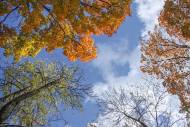 Güneşli bir sonbahar gününde mavi gökyüzüne karşı parlak kavak taçları.