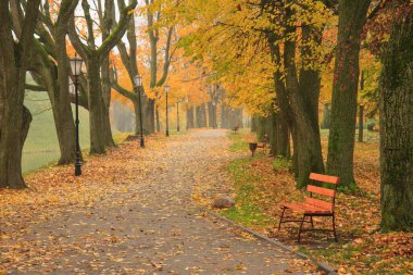 Sonbahar parkında bir sokak. Sonbahar. Düş! Autumnal Park 'ta. Sonbahar Ağaçları ve Yaprakları