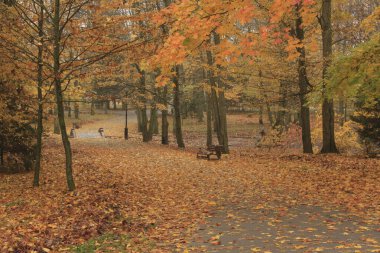 Sonbahar parkında bir sokak. Sonbahar. Düş! Autumnal Park 'ta. Sonbahar Ağaçları ve Yaprakları