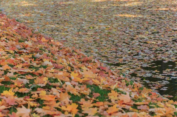 Feuilles Automne Tombées Sur Rive Lac — Photo