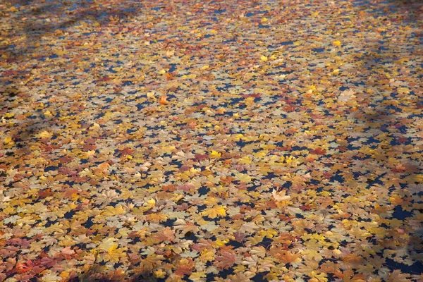 Feuilles Automne Tombées Sur Eau — Photo