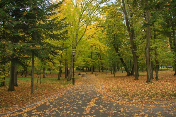 秋の公園の路地 日光に浸かって — ストック写真