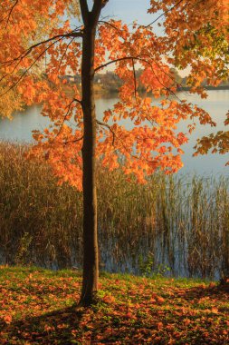 Sonbahar parkındaki göl. Sonbahar. Düş! Autumnal Park 'ta. Sonbahar Ağaçları ve Yaprakları