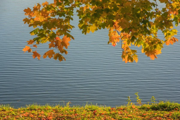 Lac Dans Parc Automne Automne Tomber Autumnal Park Feuilles Arbres — Photo