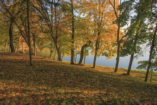 Jesienią Upadek Autumnal Park Jesienne Drzewa Liście — Zdjęcie stockowe