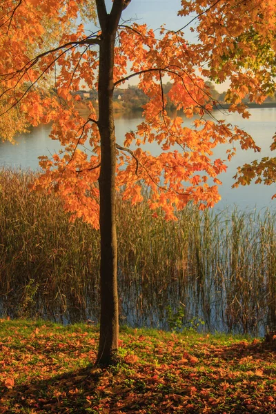 Jezero Podzimním Parku Podzim Podzim Podzimní Park Podzimní Stromy Listy — Stock fotografie