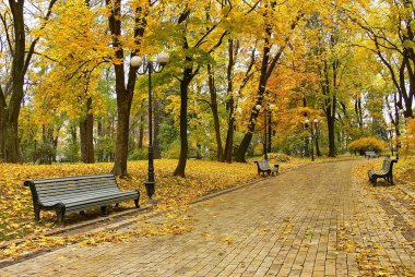 Sonbahar parkının arka sokağı. Sonbahar. Düş! Autumnal Park 'ta. Sonbahar Ağaçları ve Yaprakları