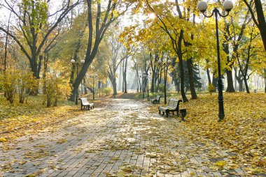 Sonbahar parkının arka sokağı. Sonbahar. Düş! Autumnal Park 'ta. Sonbahar Ağaçları ve Yaprakları