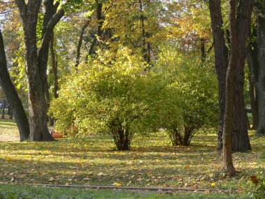 Sonbahar. Düş! Autumnal Park 'ta. Sonbahar Ağaçları ve Yaprakları