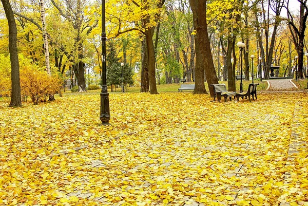 秋の公園の路地 秋の公園 秋の木々と葉 — ストック写真