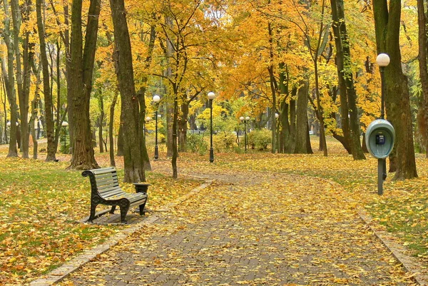 Die Gasse Des Herbstparks Herbst Sturz Herbstpark Herbstbäume Und Blätter — Stockfoto