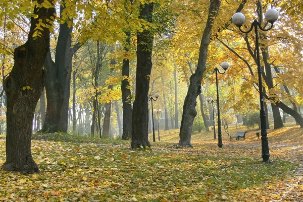 秋の公園の路地 秋の公園 秋の木々と葉 — ストック写真