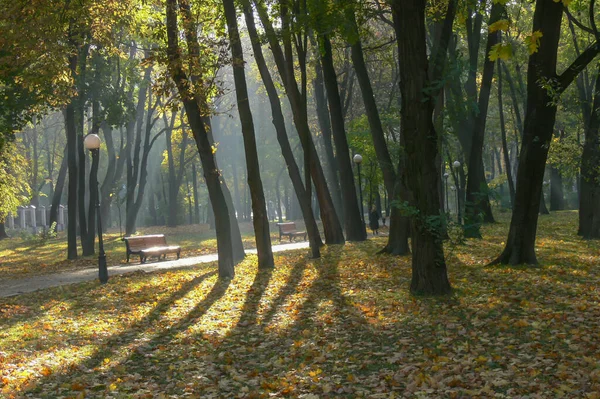 Aleja Jesiennego Parku Jesienią Upadek Autumnal Park Jesienne Drzewa Liście — Zdjęcie stockowe