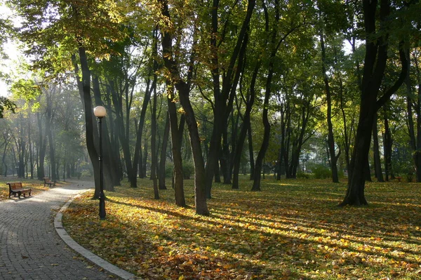 秋の公園の路地 秋の公園 秋の木々と葉 — ストック写真