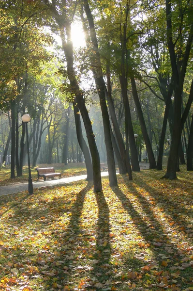 Aleja Jesiennego Parku Jesienią Upadek Autumnal Park Jesienne Drzewa Liście — Zdjęcie stockowe
