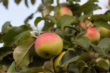 Elma dalında kırmızı ve sarı elmalar