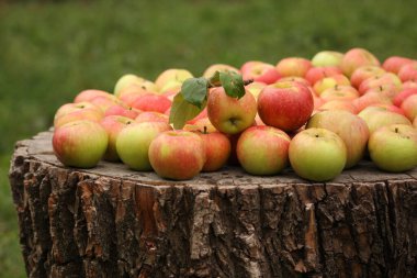 Yaşlı kütüğün üzerinde kırmızı-sarı elmalar yatıyor.