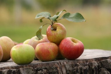 Yaşlı kütüğün üzerinde kırmızı-sarı elmalar yatıyor.