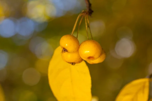 Small Yellow Apples Branch — Stock Photo, Image