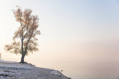 Sisli bir nehrin kıyısında sarı kavak.