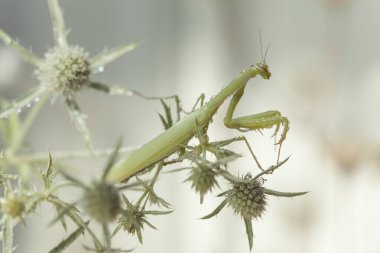 Peygamber devesi bir çiçeğe oturur.