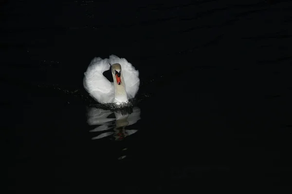 Floating Swan Photographed Night Flash — Stock Photo, Image