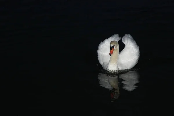 Zwevende Zwaan Nachts Gefotografeerd Met Een Flits — Stockfoto