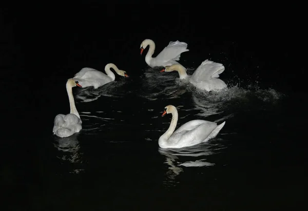 Zwevende Zwanen Nachts Gefotografeerd Met Een Flits — Stockfoto