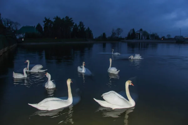 Cisnes Flotantes Fotografiados Noche Con Flash — Foto de Stock