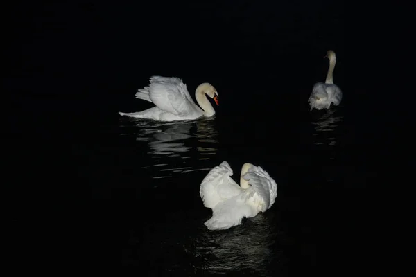 Плавающие Лебеди Сфотографированные Ночью Вспышкой — стоковое фото