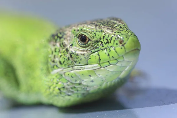 Głowa Zwinnej Jaszczurki Zielonej Lacerta Viridis Lacerta Agilis Zbliżenie — Zdjęcie stockowe