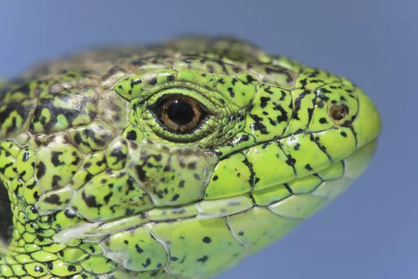 Head Nimble Green Lizard Lacerta Viridis Lacerta Agilis Close Seup — стоковое фото