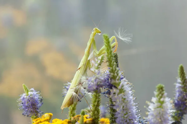 Mantis Sits Flower — Stock Photo, Image