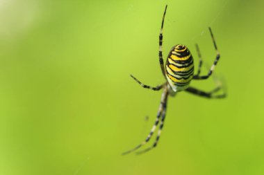  Örümcek ağda oturur ve avını bekler.