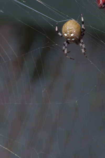 Spider Sits Web Waits Prey — Stock Photo, Image